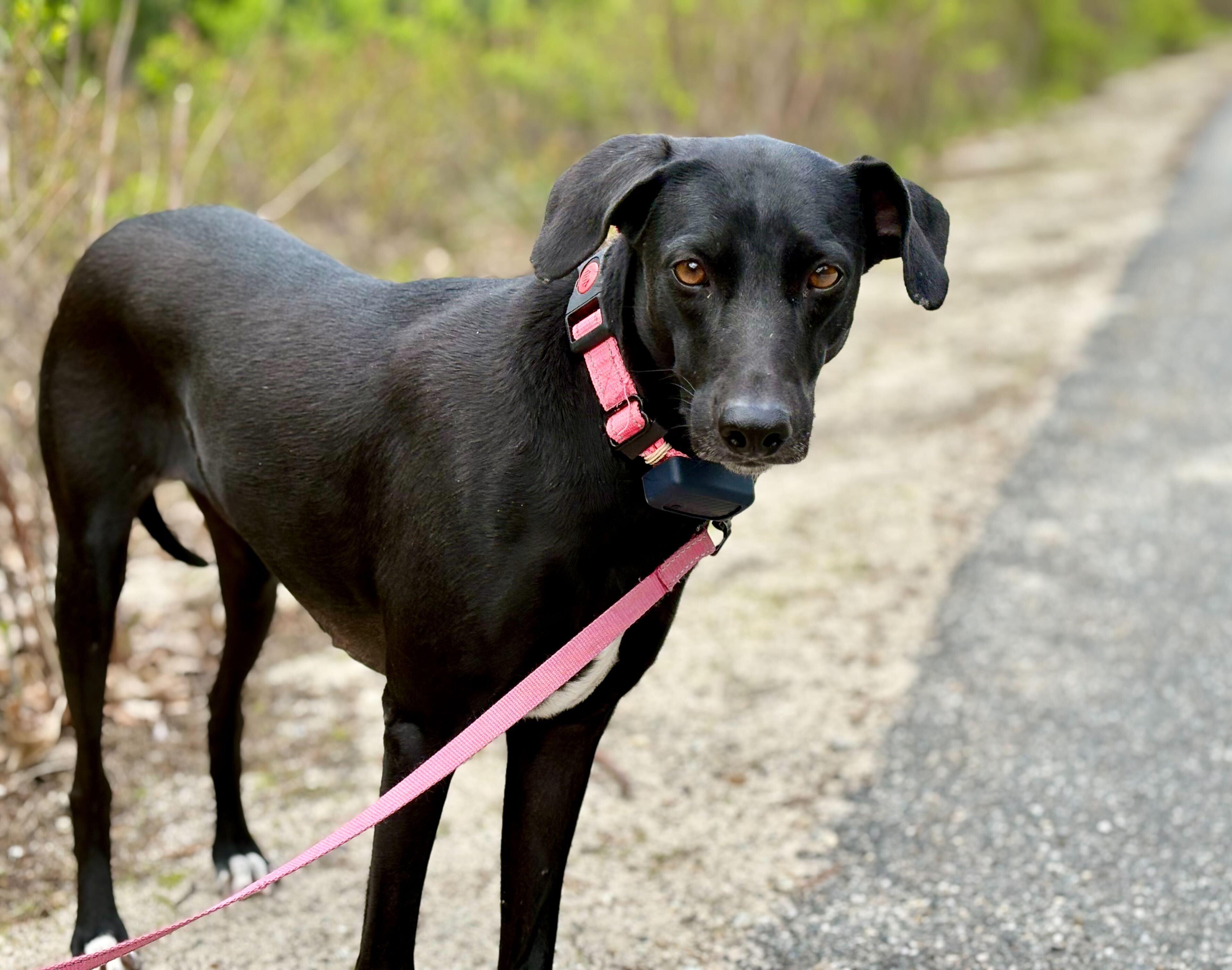Giovanna aka "Gia", an adopted mixed breed in Weare, NH image 2/6