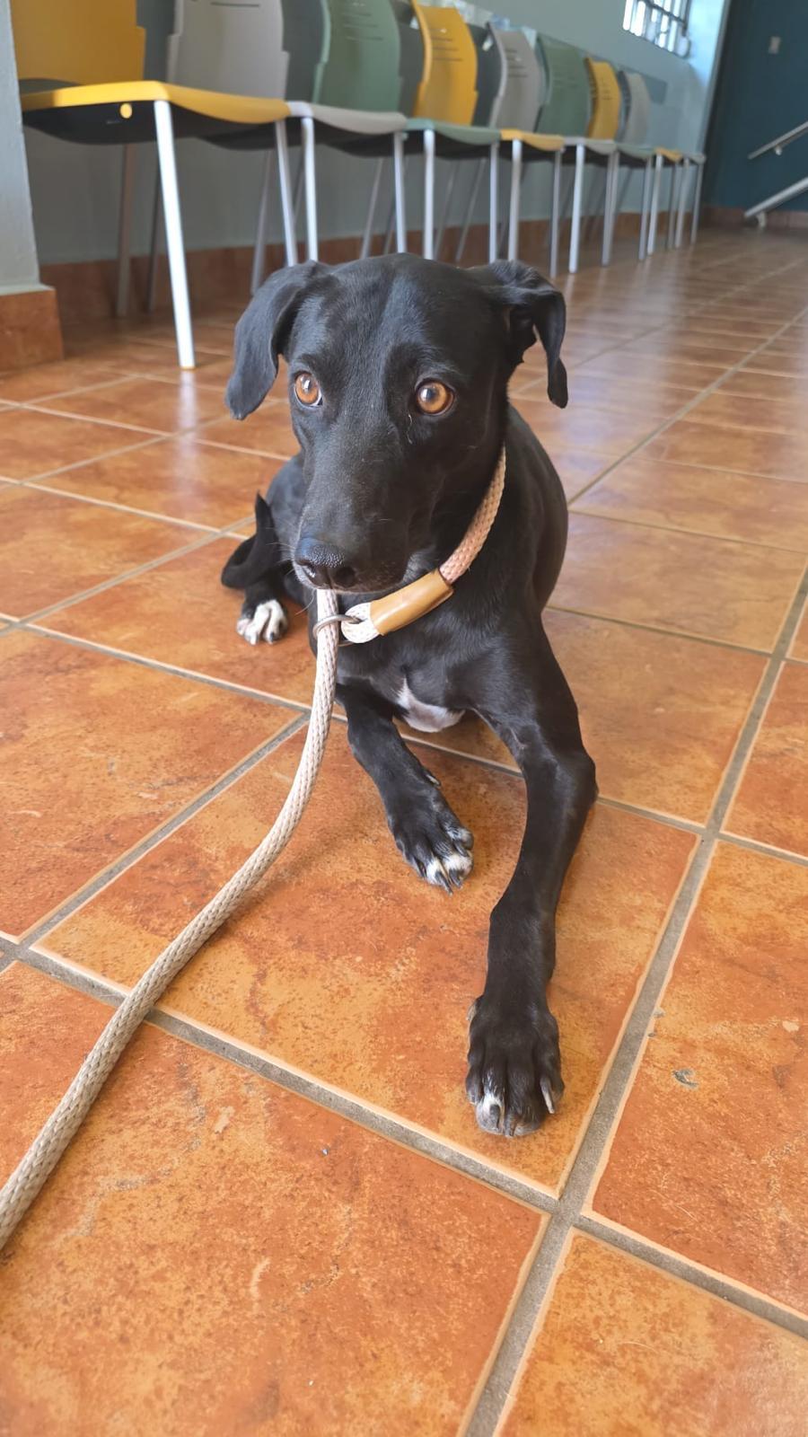 Enlarge Giovanna aka "Gia", a ADOPTABLE mixed breed in Weare, NH image 2/6