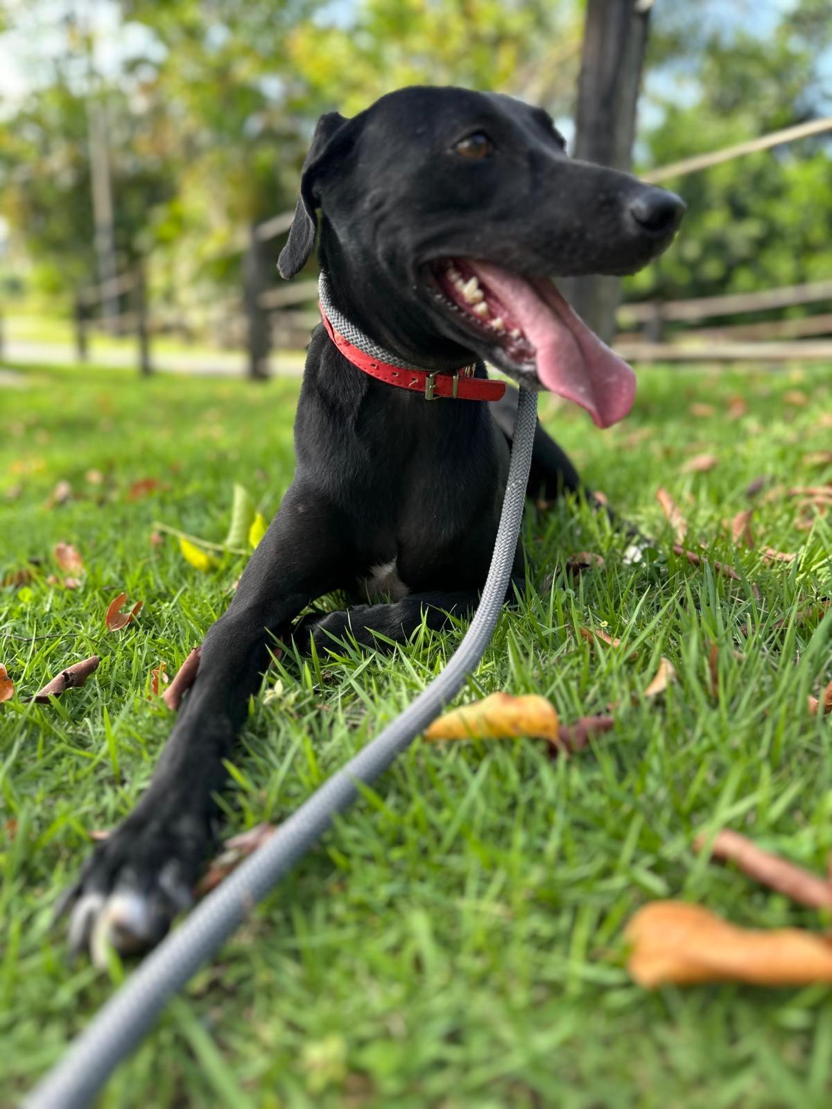 Enlarge Giovanna aka "Gia", a ADOPTABLE mixed breed in Weare, NH image 4/6