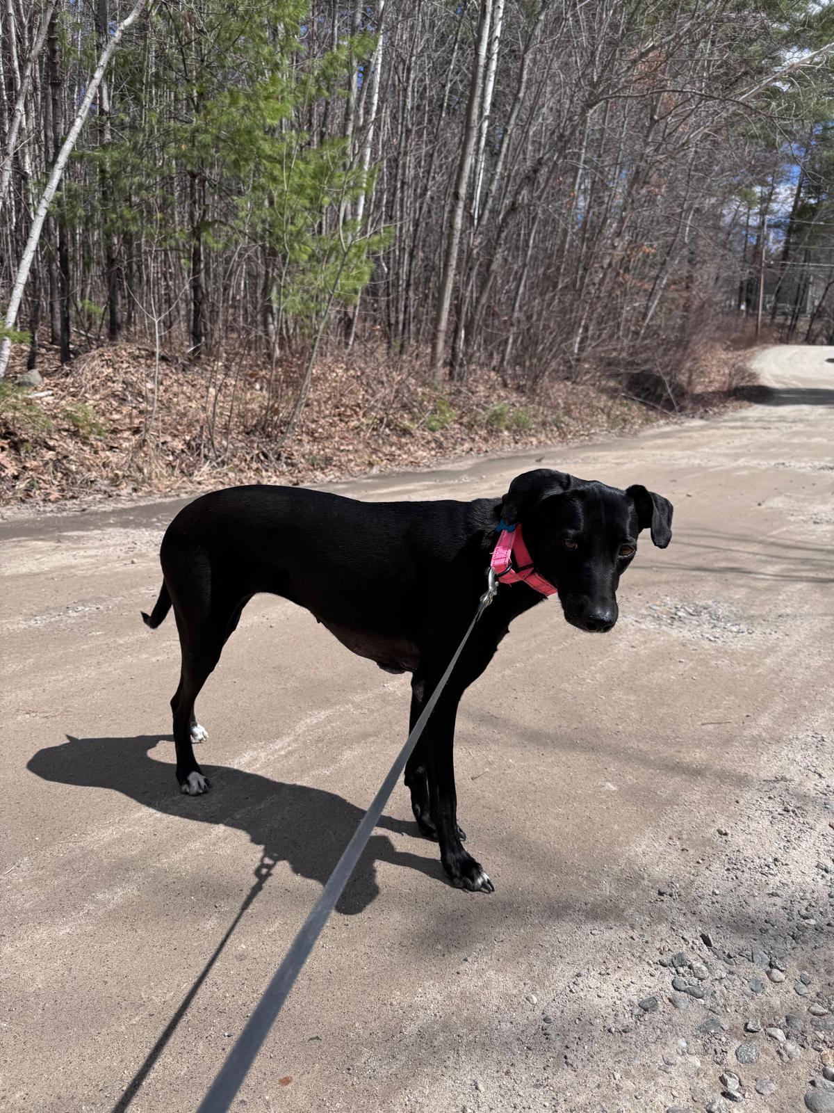 Enlarge Giovanna aka "Gia", a ADOPTABLE mixed breed in Weare, NH image 3/6