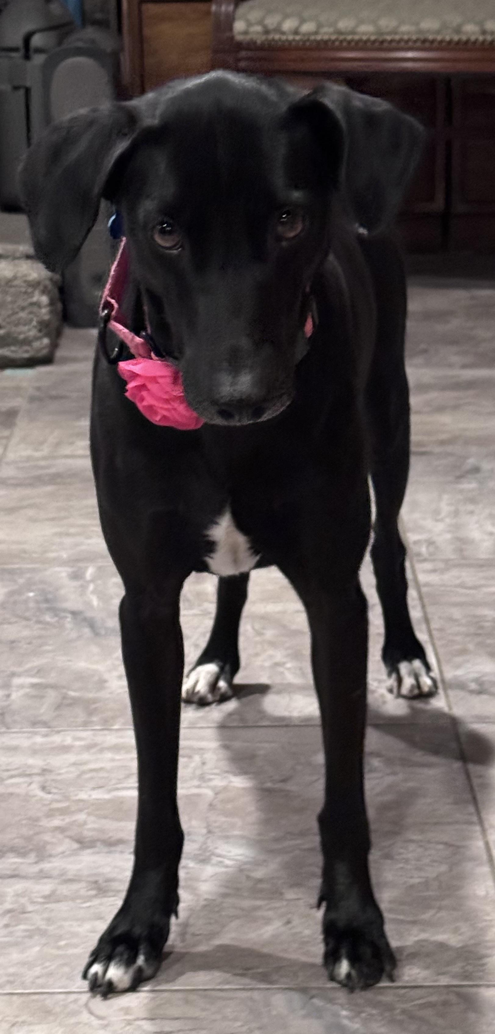 Giovanna aka "Gia", an adopted mixed breed in Weare, NH image 6/6
