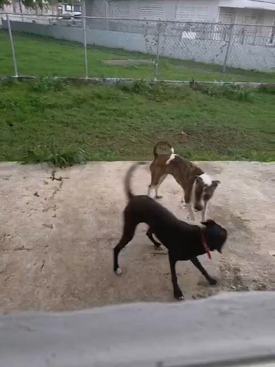 Enlarge Giovanna aka "Gia", a ADOPTABLE mixed breed in Weare, NH video 6/6