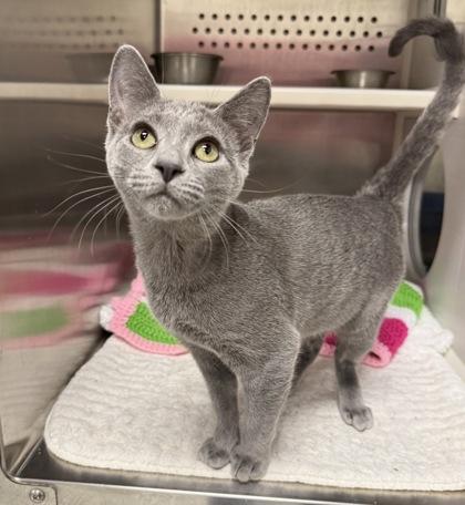 Harvey, Adoptable, Kitten Male Domestic Short Hair.