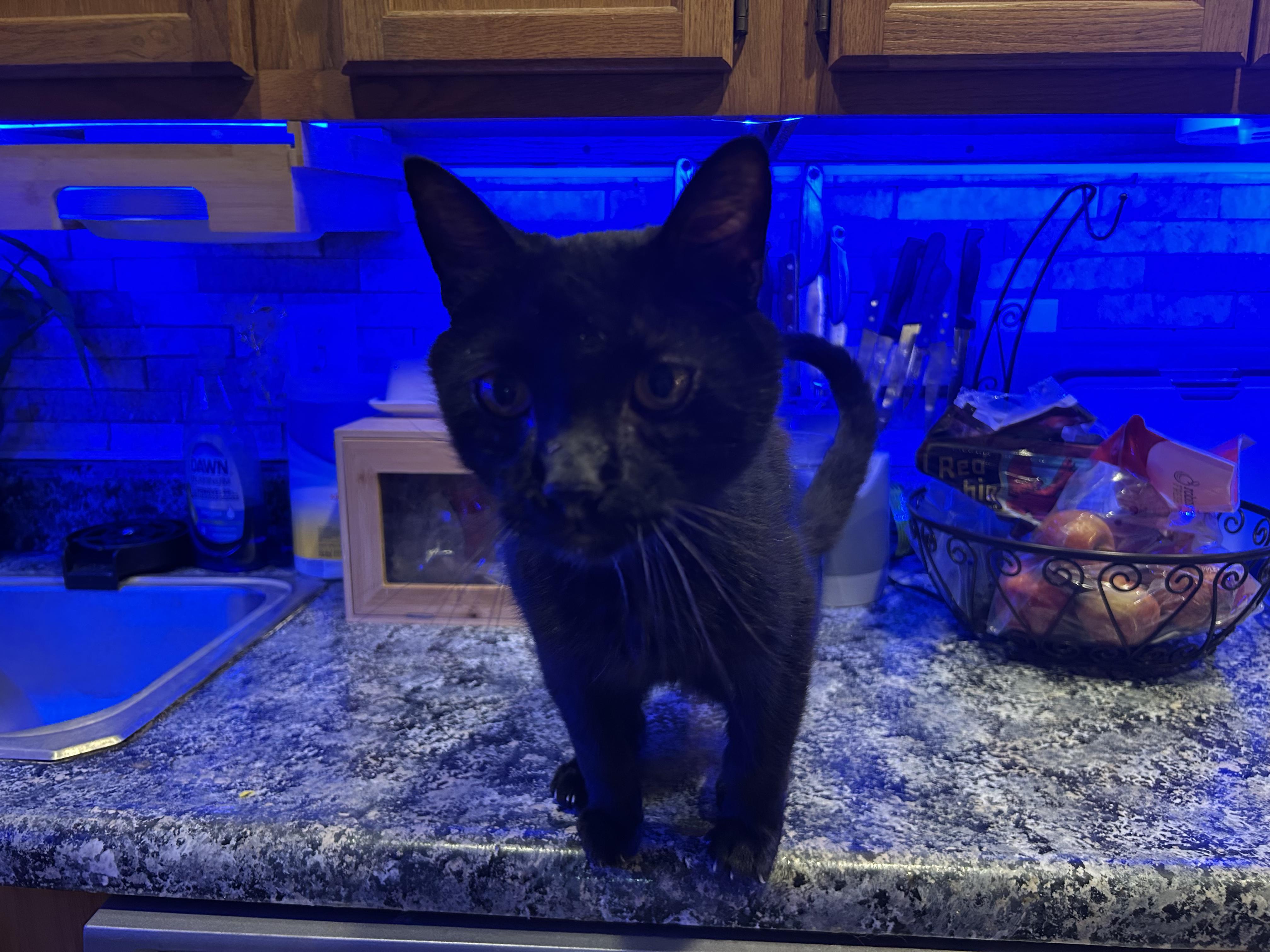 JOVAN, a Adoptable Bombay in Staten Island, NY image 2/3