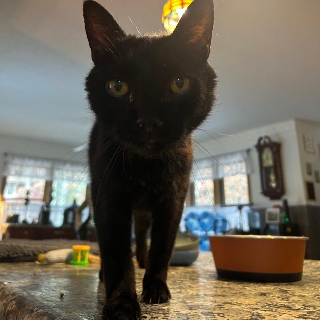 JOVAN, a Adoptable Bombay in Staten Island, NY image 3/3