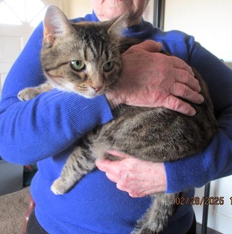 Enlarge Roxy, a Adoptable Domestic Short Hair in Frederick, MD image 1/4