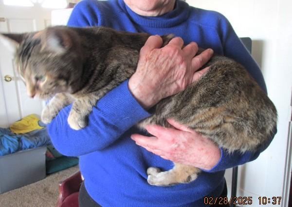 Enlarge Roxy, a Adoptable Domestic Short Hair in Frederick, MD image 2/4