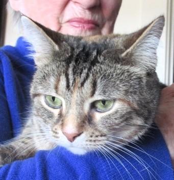 Roxy, Adoptable, Young Female Domestic Short Hair.