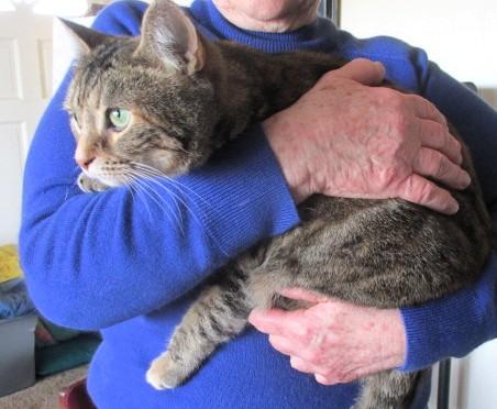 Enlarge Roxy, a Adoptable Domestic Short Hair in Frederick, MD image 4/4