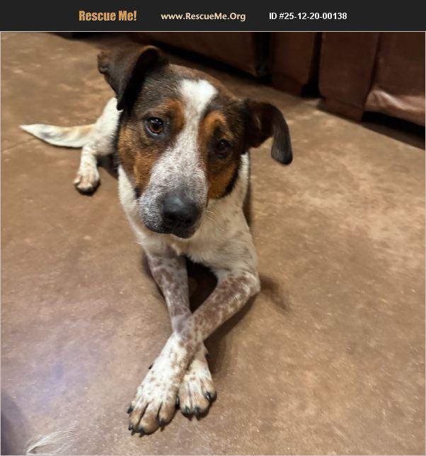 Momma, ADOPTABLE, Young Female Australian Cattle Dog / Blue Heeler & Border Collie.