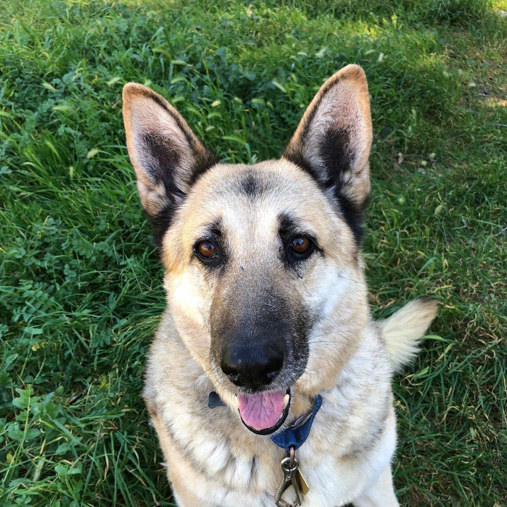 Enlarge Lola T, a Adoptable German Shepherd Dog in San Juan Bautista, CA image 1/5