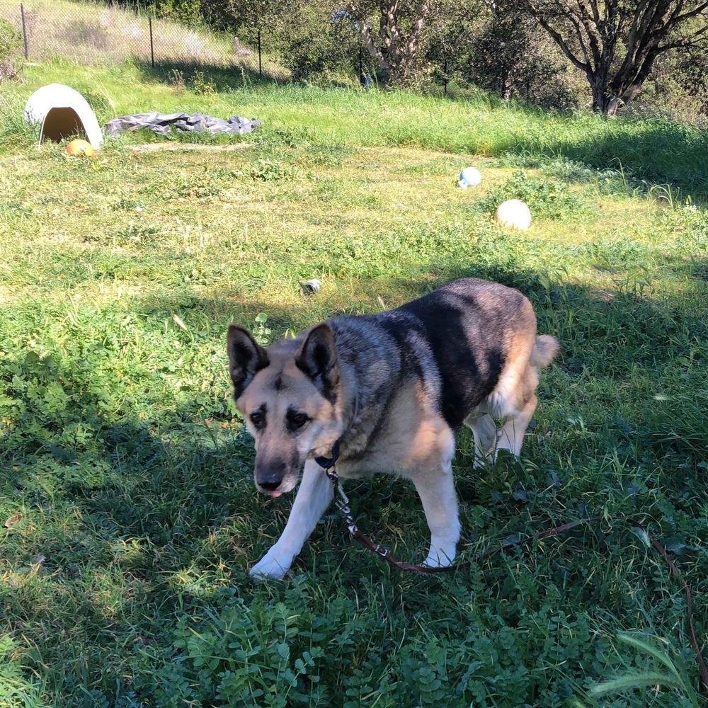 Enlarge Lola T, a Adoptable German Shepherd Dog in San Juan Bautista, CA image 2/5