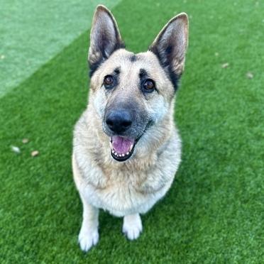 Enlarge Lola T, a Adoptable German Shepherd Dog in San Juan Bautista, CA image 3/5