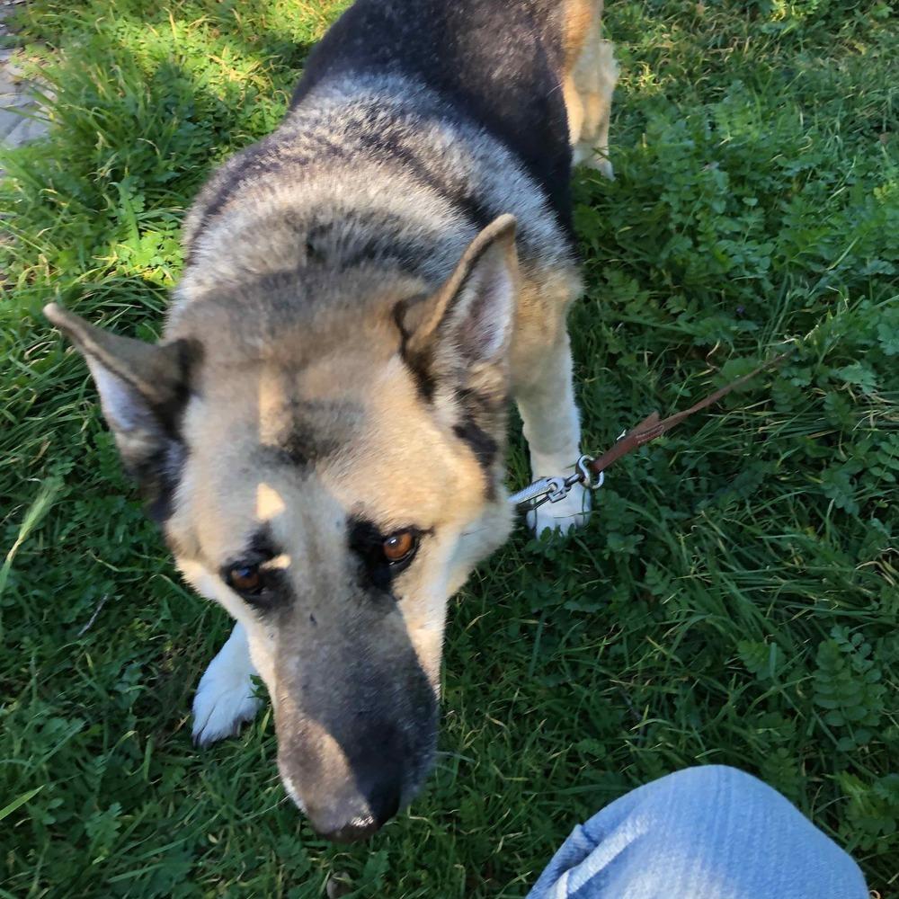 Enlarge Lola T, a Adoptable German Shepherd Dog in San Juan Bautista, CA image 4/5