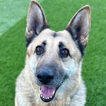 Enlarge Lola T, a Adoptable German Shepherd Dog in San Juan Bautista, CA image 5/5