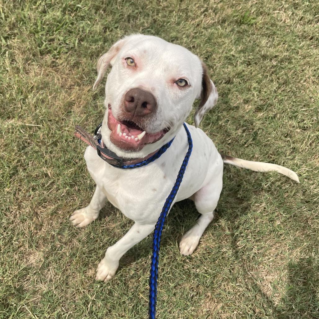 Enlarge Juice, a Adoptable mixed breed in Springfield, MO image 1/6
