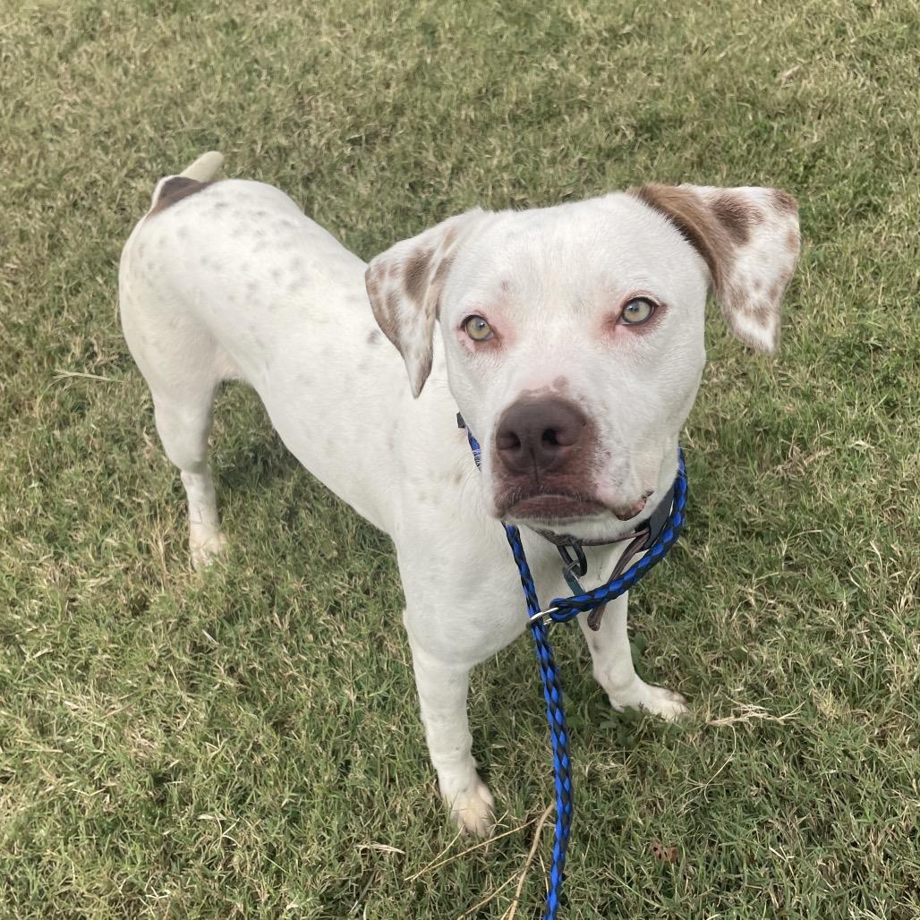 Enlarge Juice, a Adoptable mixed breed in Springfield, MO image 2/6