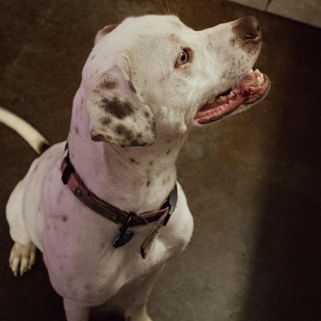 Enlarge Juice, a Adoptable mixed breed in Springfield, MO image 3/6
