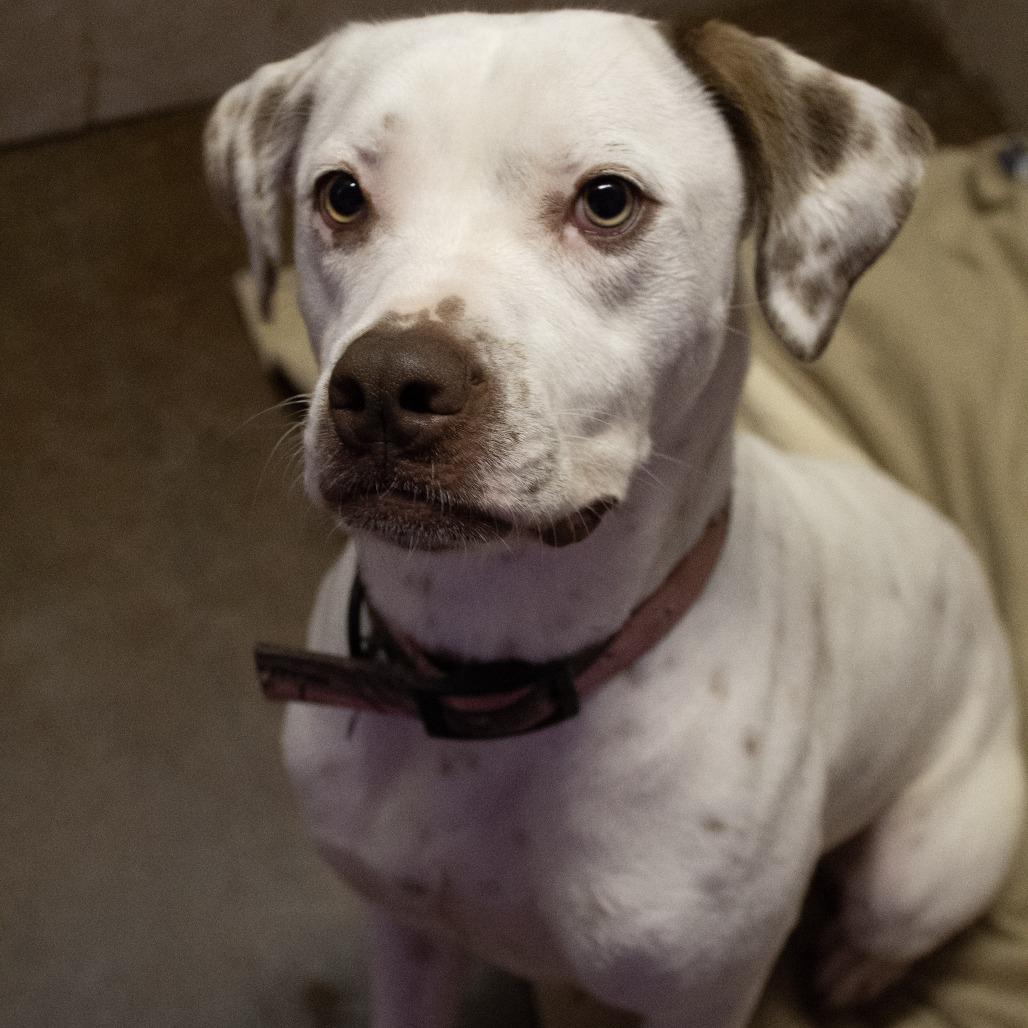 Enlarge Juice, a Adoptable mixed breed in Springfield, MO image 4/6