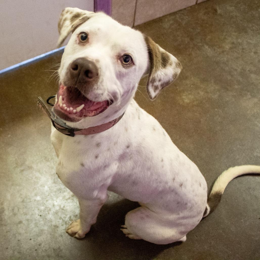 Enlarge Juice, a Adoptable mixed breed in Springfield, MO image 5/6