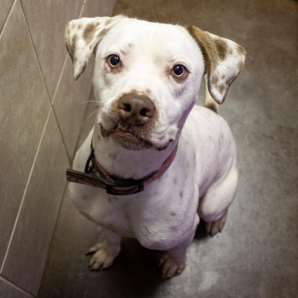 Enlarge Juice, a Adoptable mixed breed in Springfield, MO image 6/6