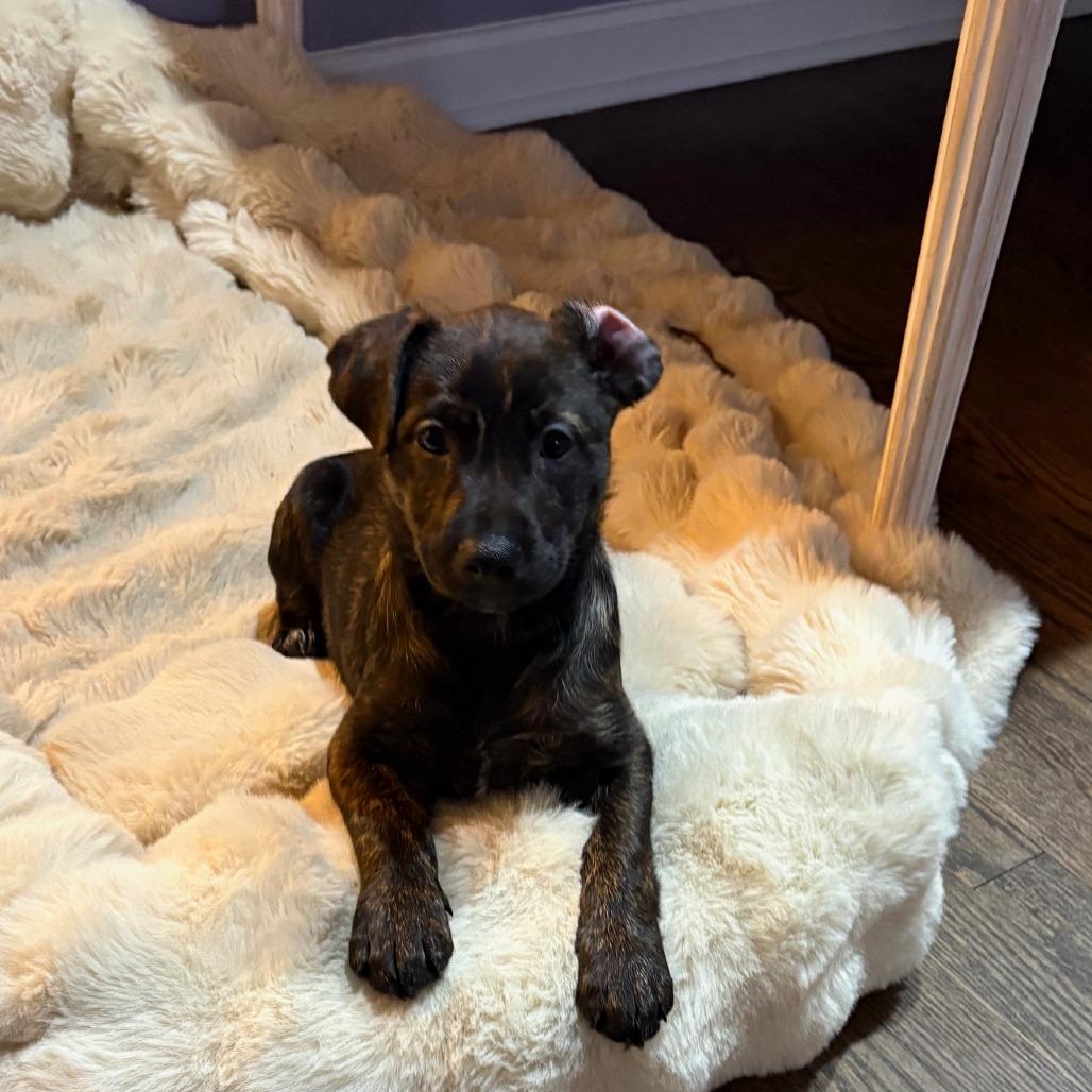 Henrietta's Pup- Gingersnap