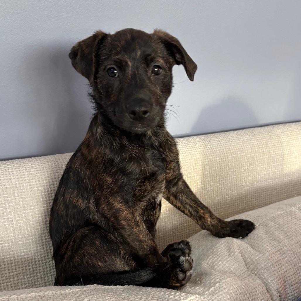 Henrietta's Pup- Gingersnap — thumbnail 2