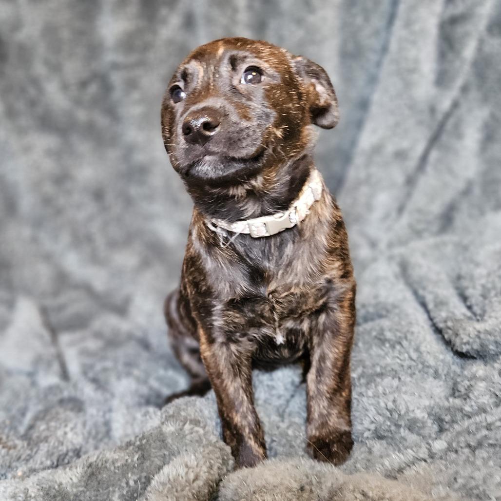 Henrietta's Pup- Gingersnap — thumbnail 3