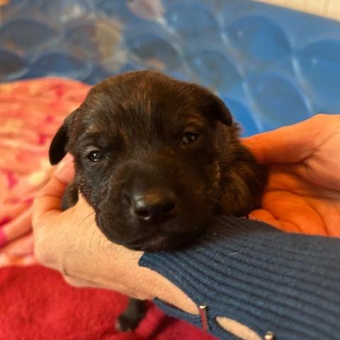 Henrietta's Pup- Gingersnap — thumbnail 4