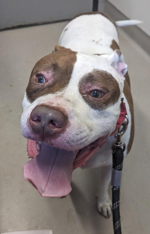 Domino, Adoptable, Adult Male Pit Bull Terrier.