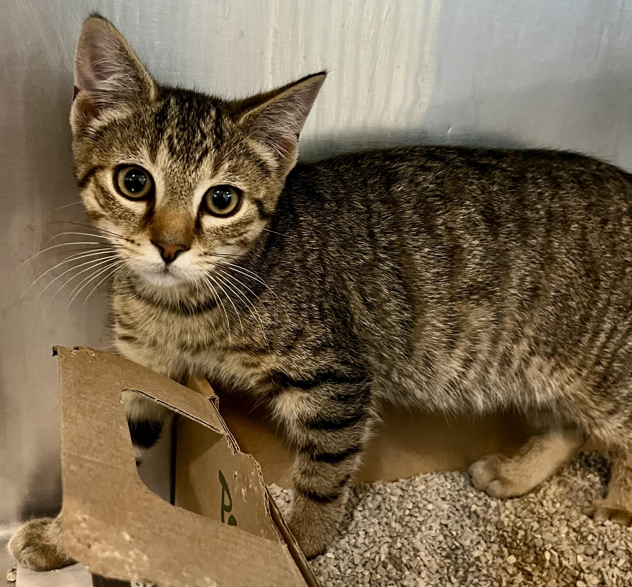 Bass, an adoptable Domestic Short Hair in Seville, OH_image-1