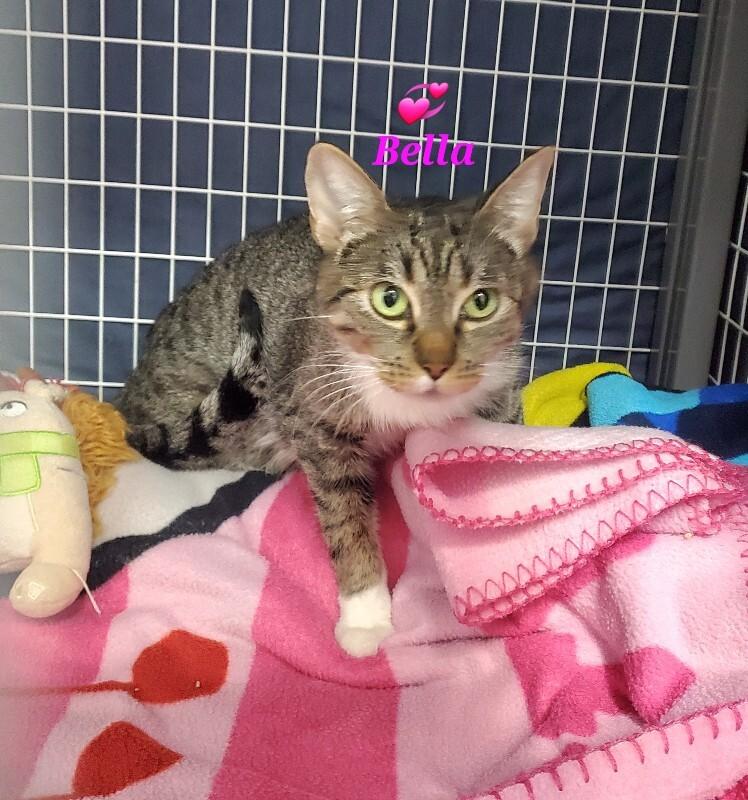 Bella, Adoptable, Adult Female Domestic Short Hair.