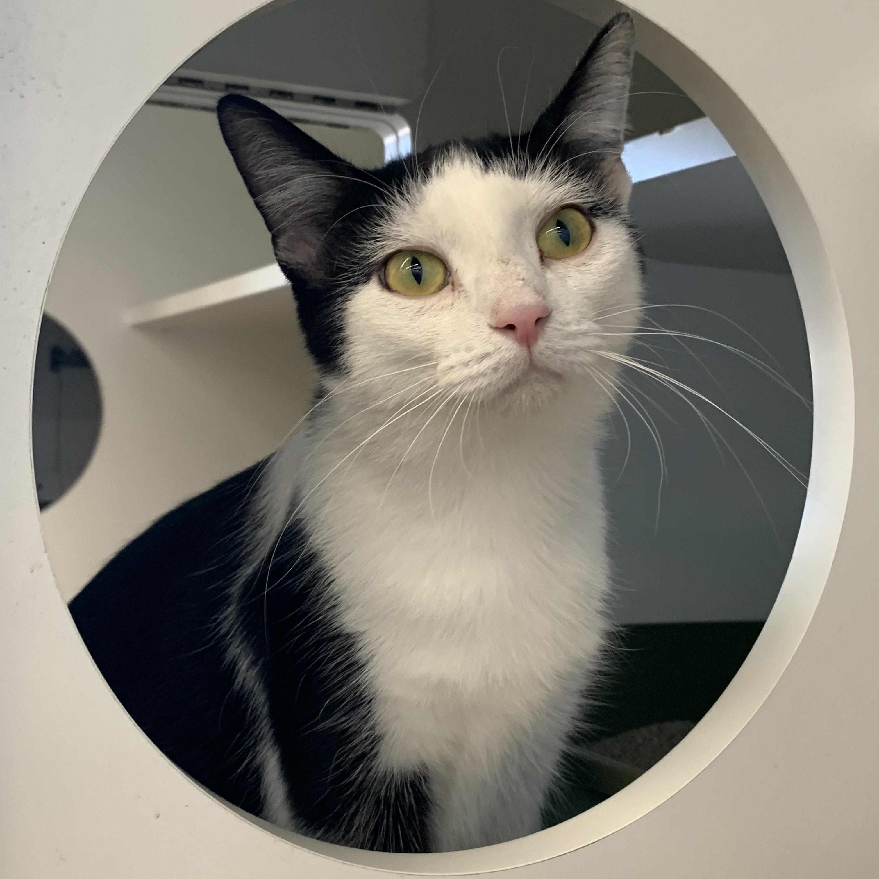 Cookie, ADOPTABLE, Adult Female Domestic Short Hair.