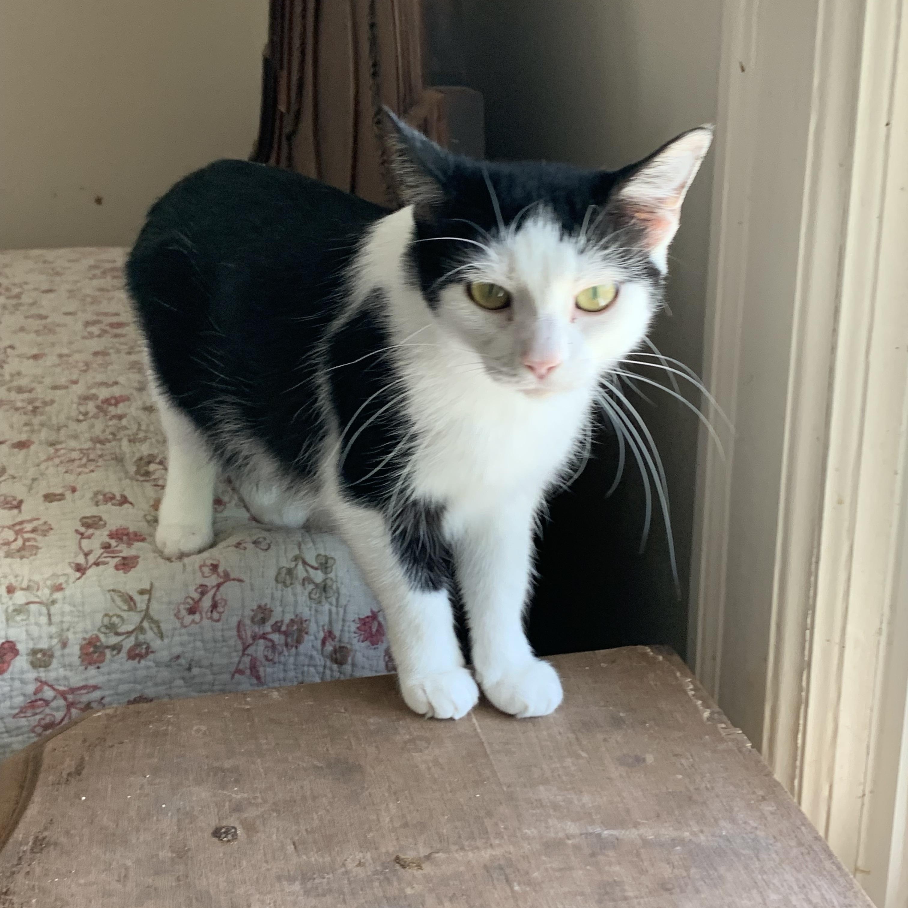 Cookie, a ADOPTABLE Domestic Short Hair in Shelby Township, MI image 2/4