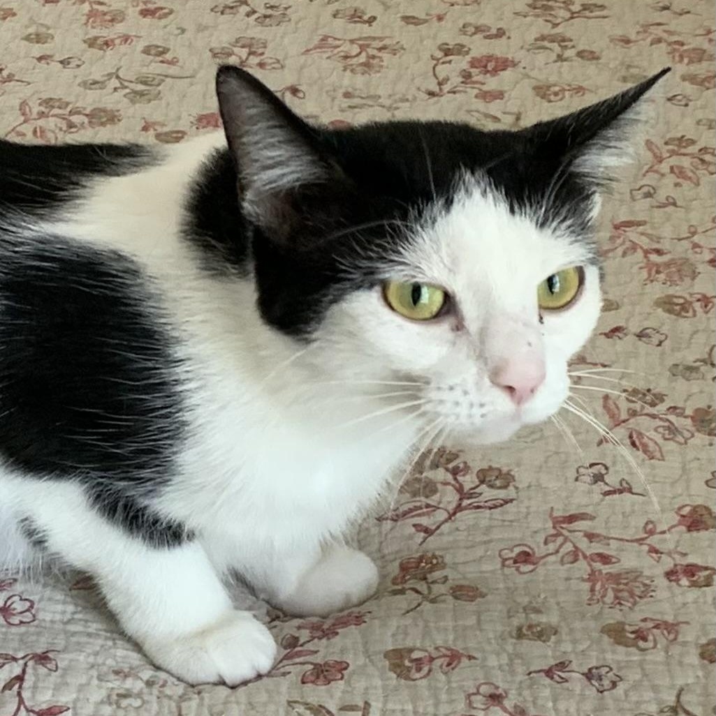 Cookie, a ADOPTABLE Domestic Short Hair in Shelby Township, MI image 3/4