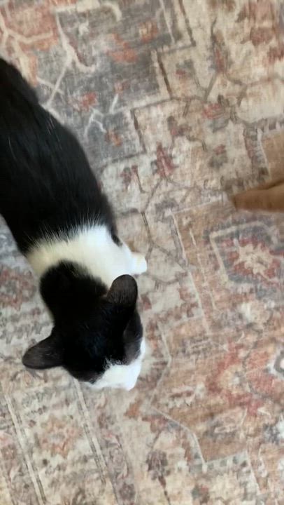 Enlarge Cookie, a ADOPTABLE Domestic Short Hair in Shelby Township, MI video 4/4