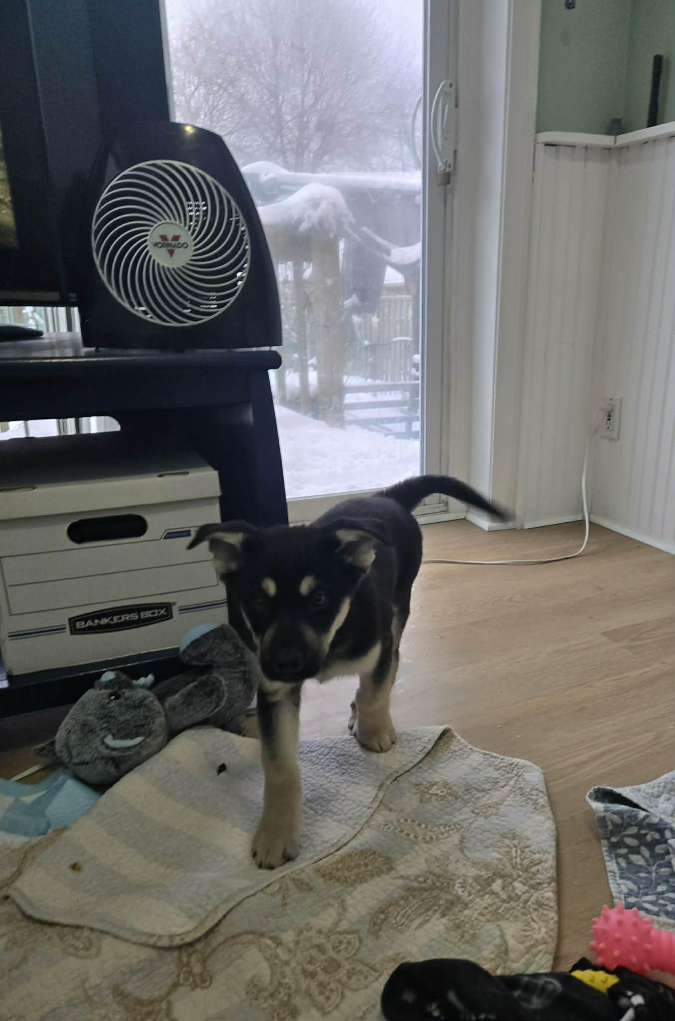 Enlarge Pepper, a ADOPTABLE mixed breed in Oshawa, ON image 2/2