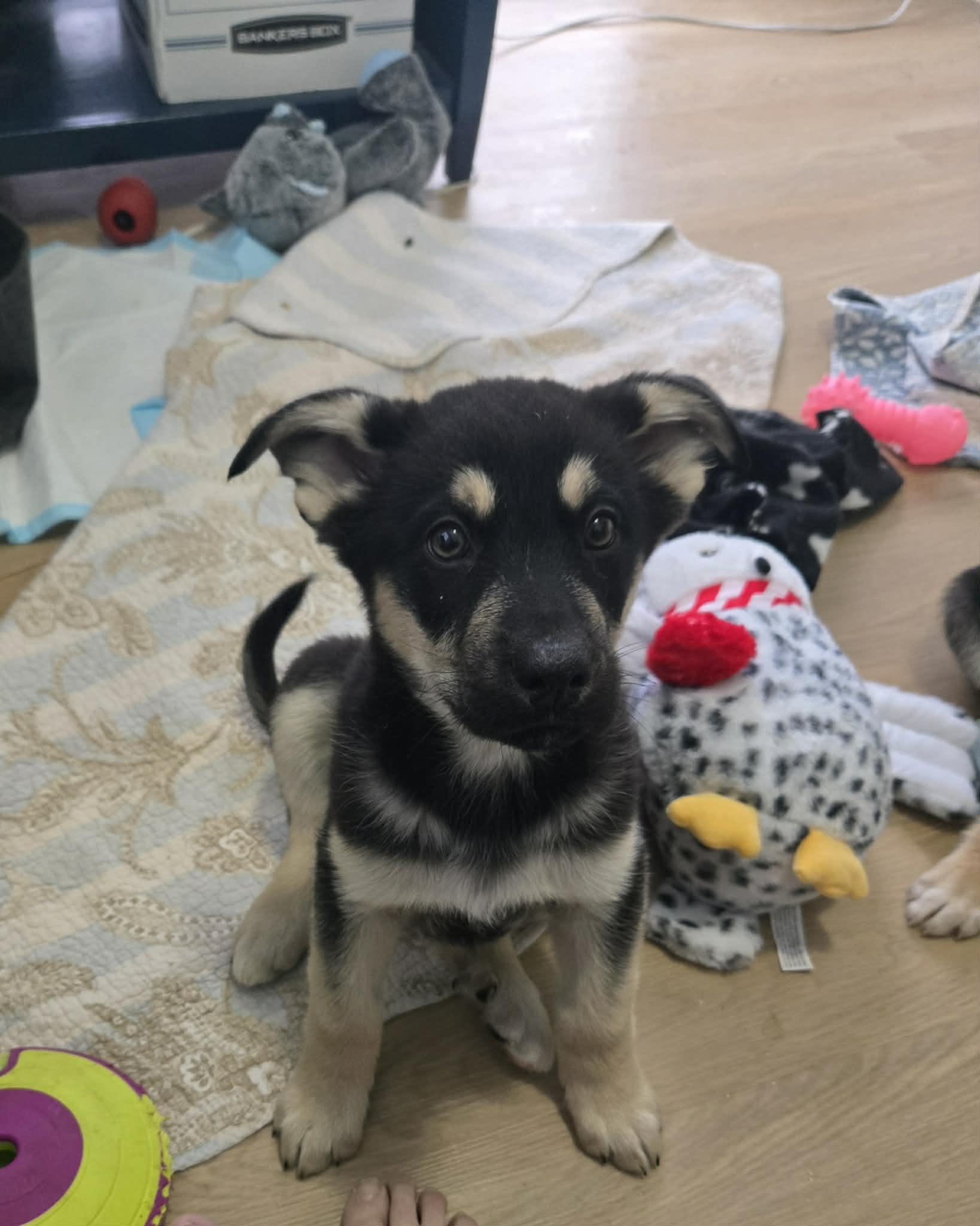 Enlarge Pepper, a ADOPTABLE mixed breed in Oshawa, ON image 1/2