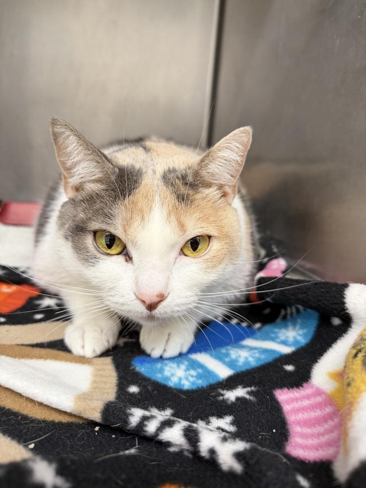 Hope, Adoptable, Adult Female Domestic Medium Hair & Calico.