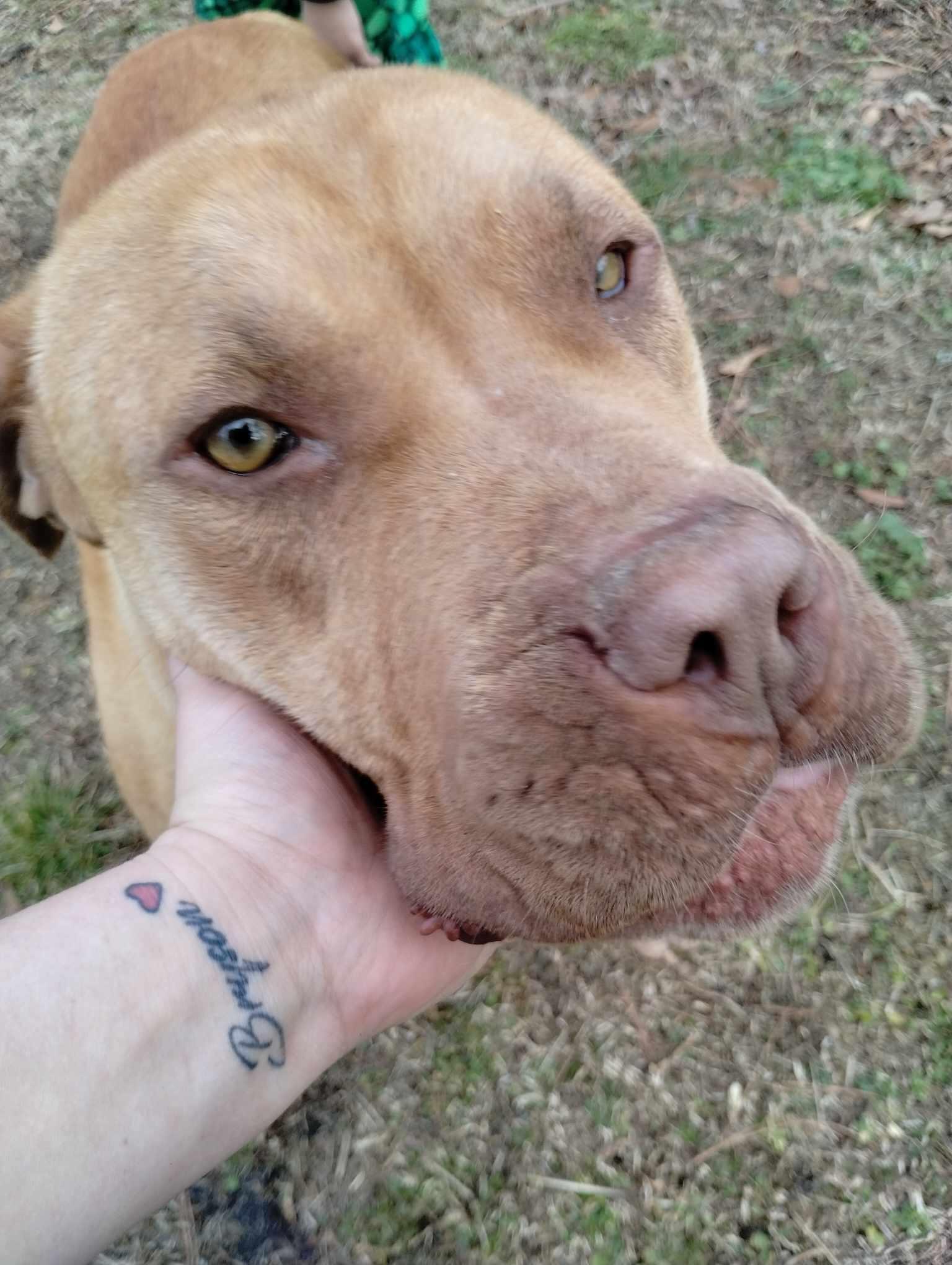 Joanie, an adoptable Bullmastiff in Chesapeake, VA, 23322 | Photo Image 4