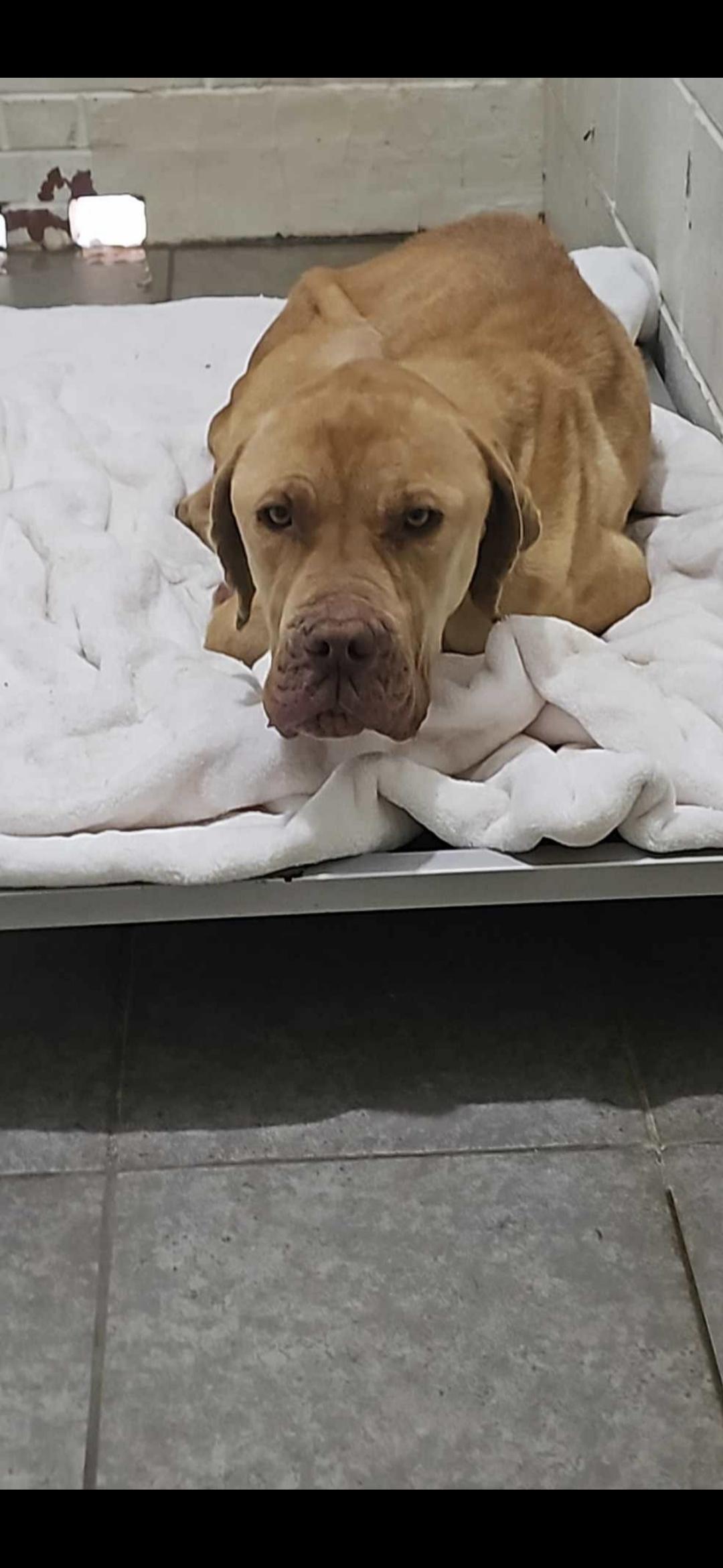 Joanie, an adoptable Bullmastiff in Chesapeake, VA, 23322 | Photo Image 2