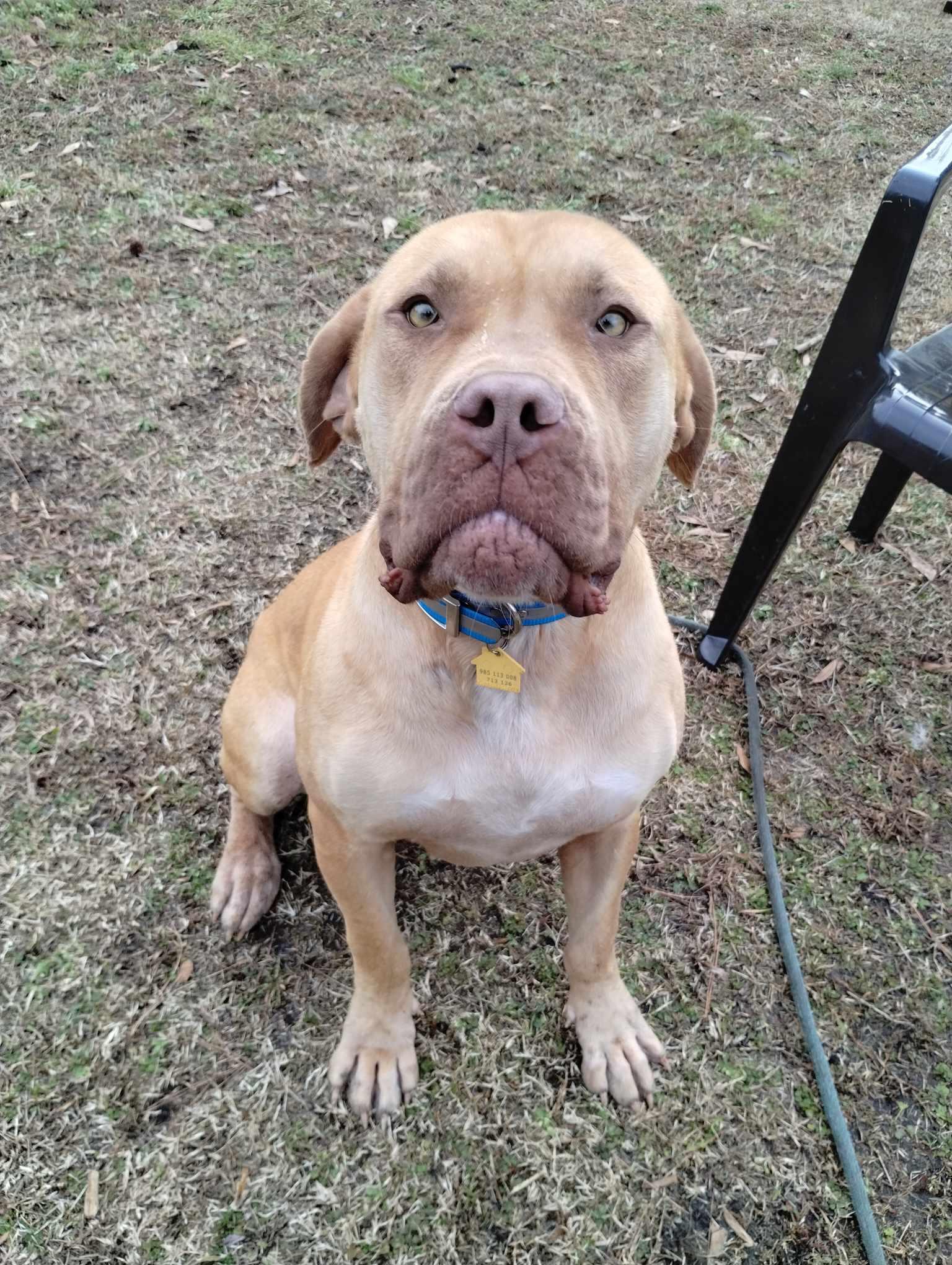 Joanie, an adoptable Bullmastiff in Chesapeake, VA, 23322 | Photo Image 1
