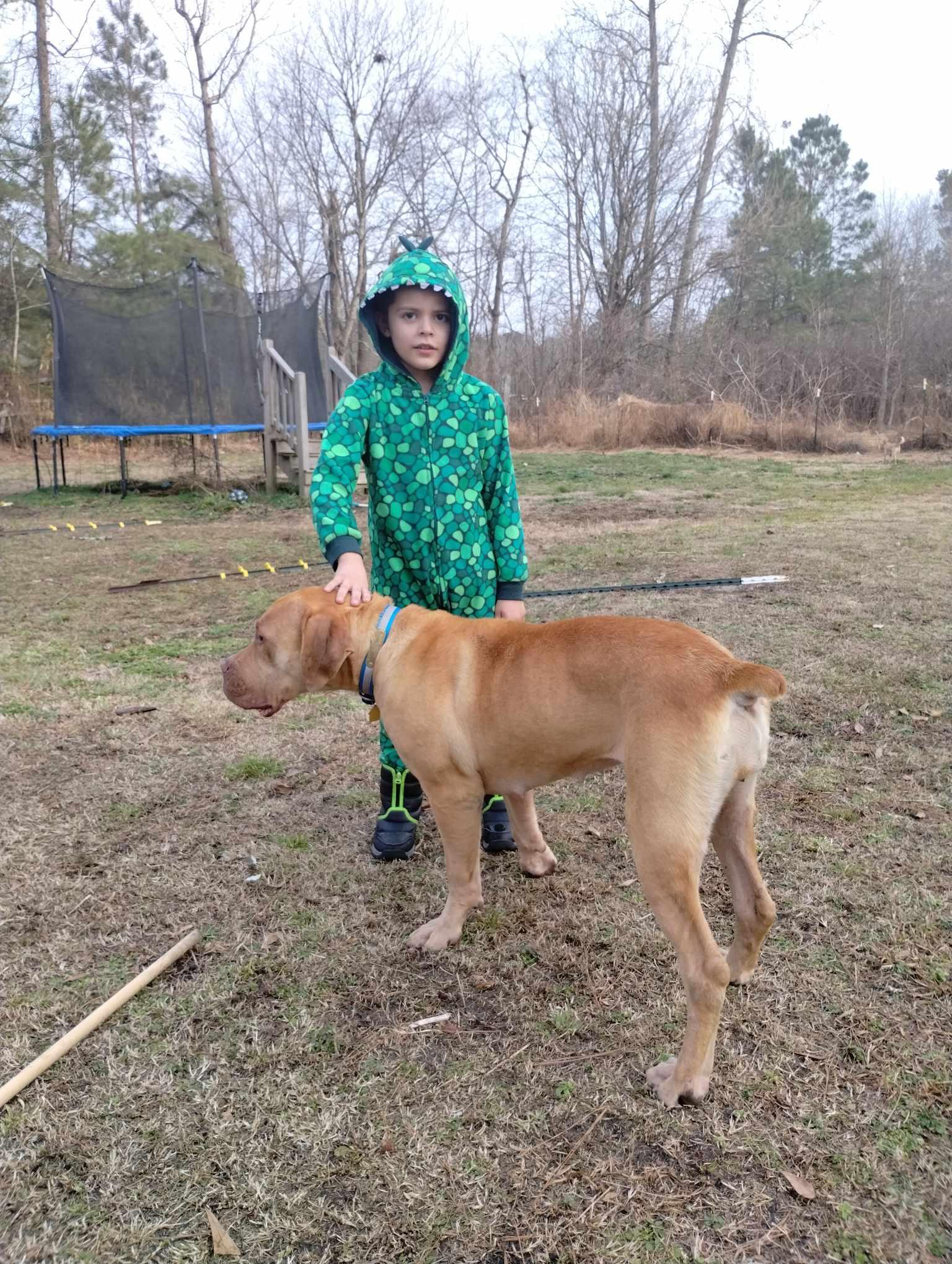 Joanie, an adoptable Bullmastiff in Chesapeake, VA, 23322 | Photo Image 3