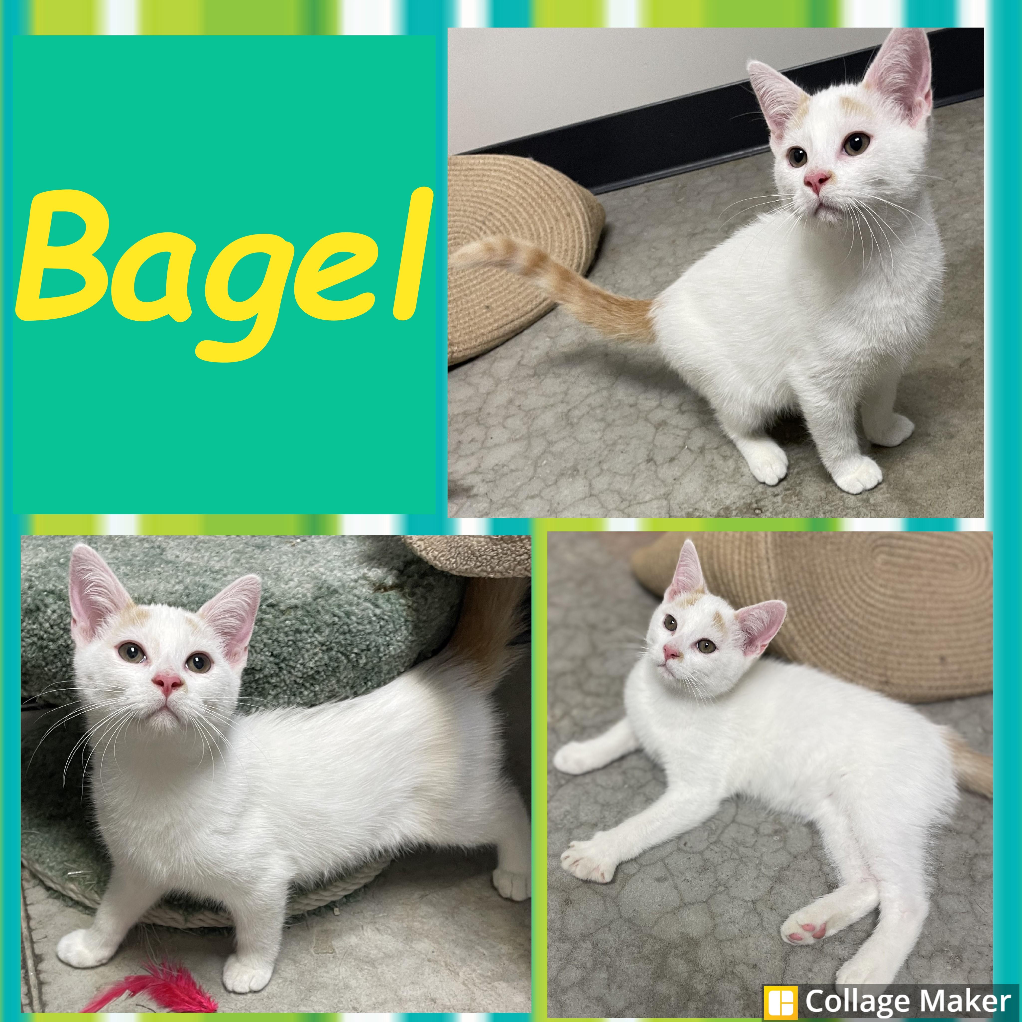 Enlarge Bagel, a Adoptable mixed breed in Clearfield, PA image 1/1