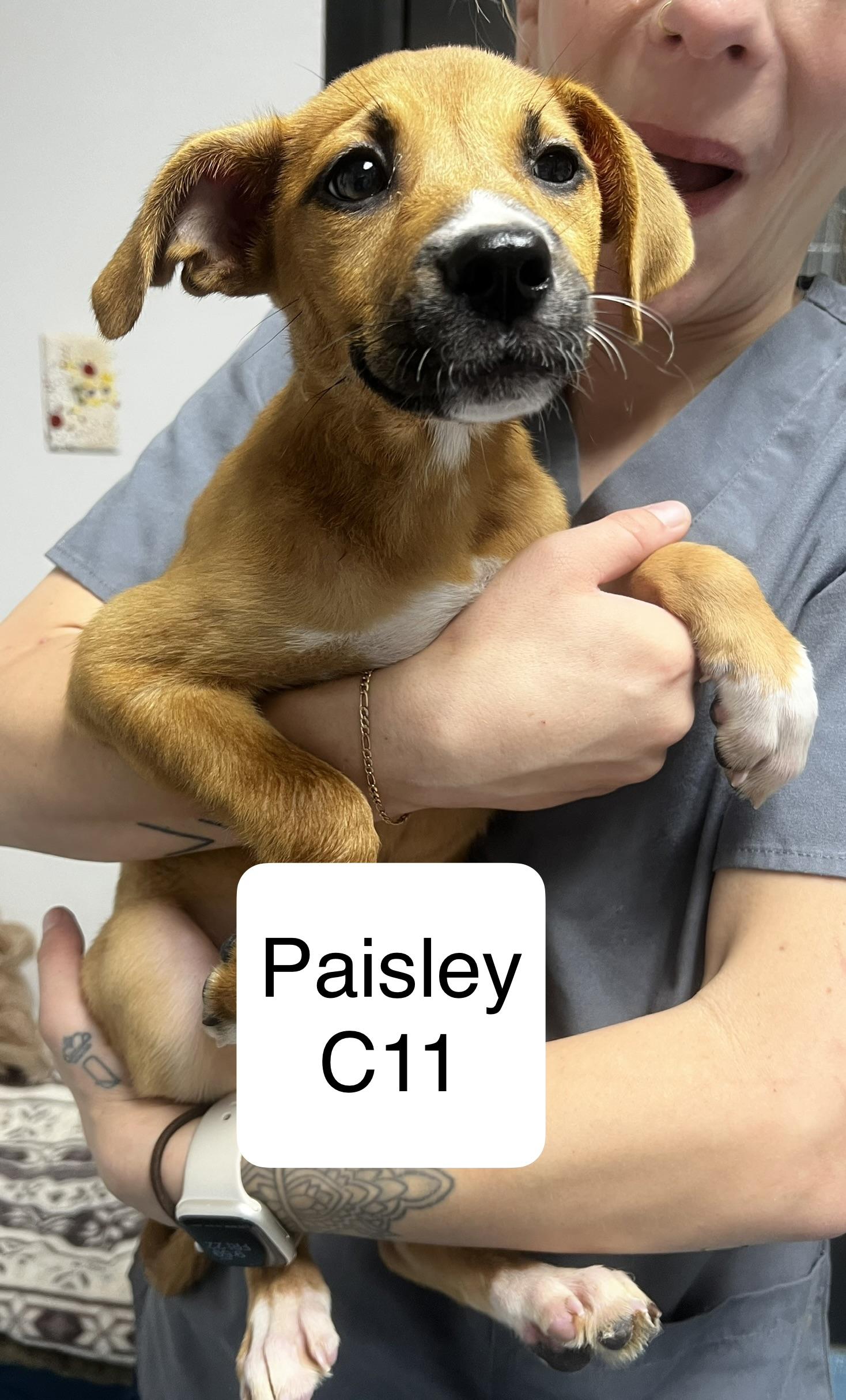 Enlarge Paisley, a ADOPTABLE mixed breed in Morganton, NC image 1/1