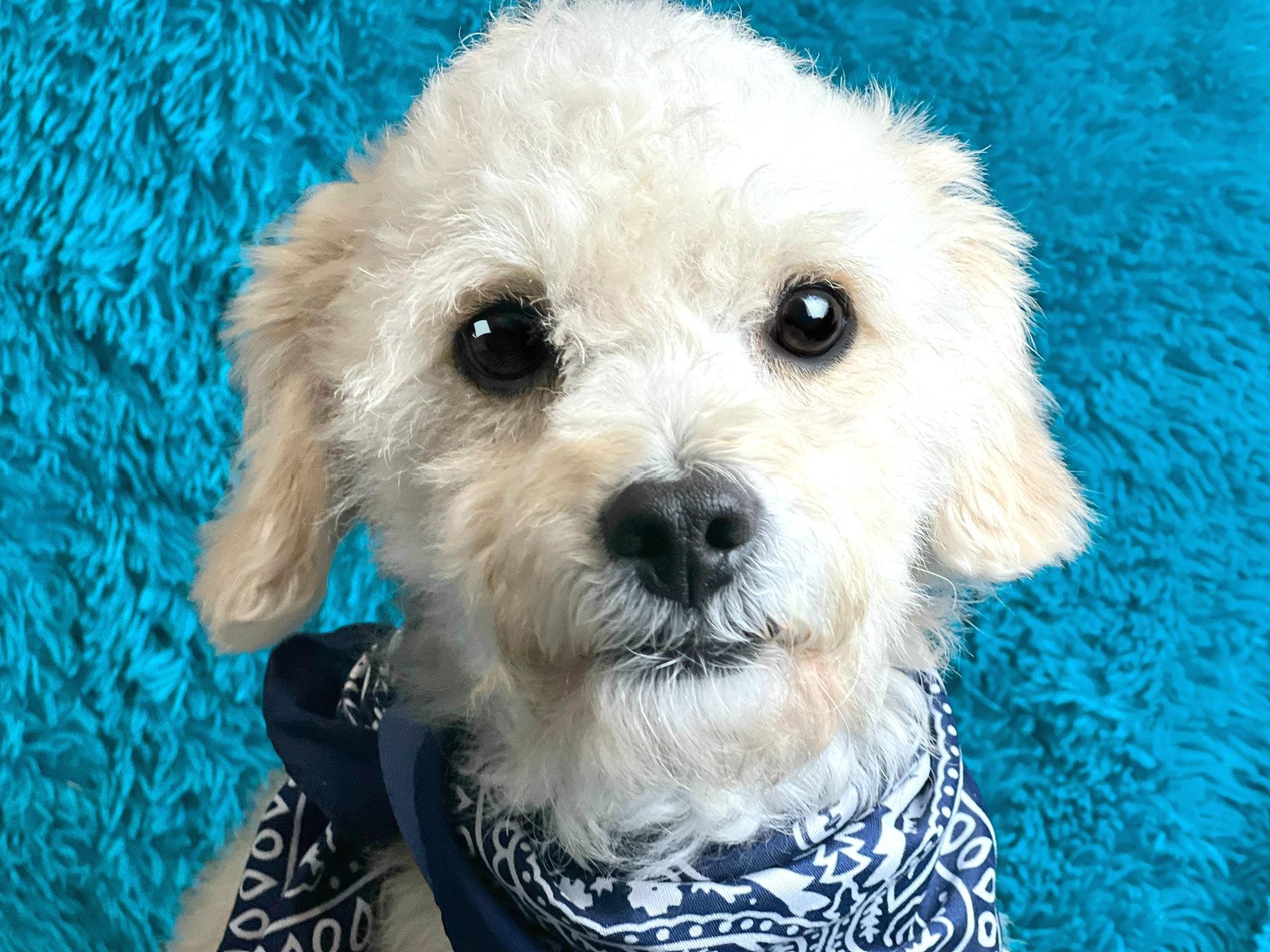 Yahtzee, Adult Male Poodle