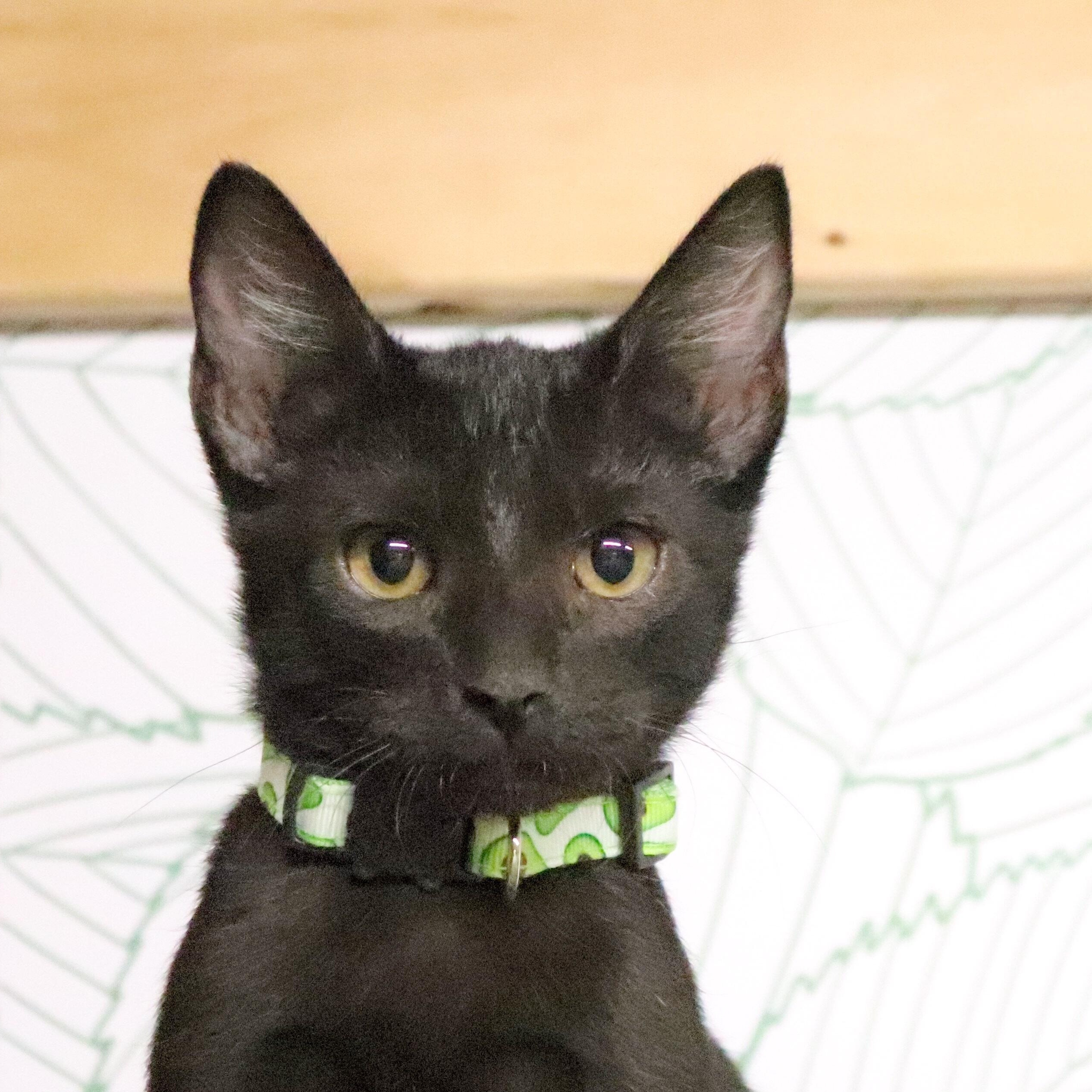 Reeses Candy — thumbnail 3