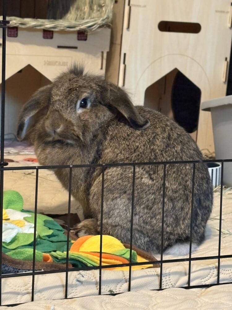 Snooki, a Adopted Lop Eared in Longwood, FL image 1/3