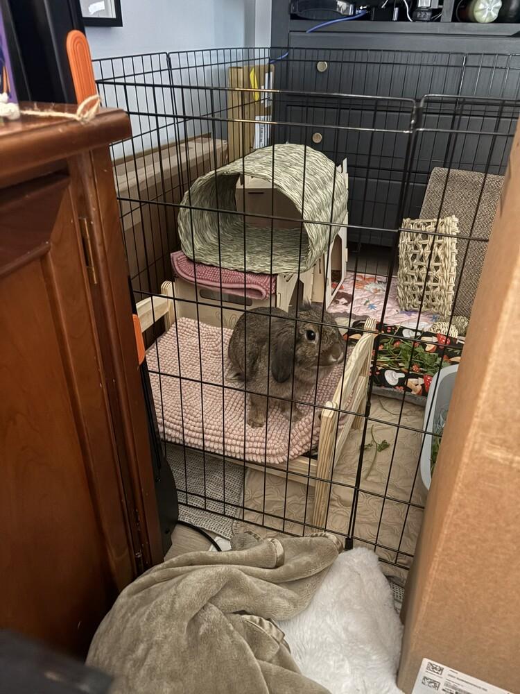 Snooki, a Adopted Lop Eared in Longwood, FL image 2/3