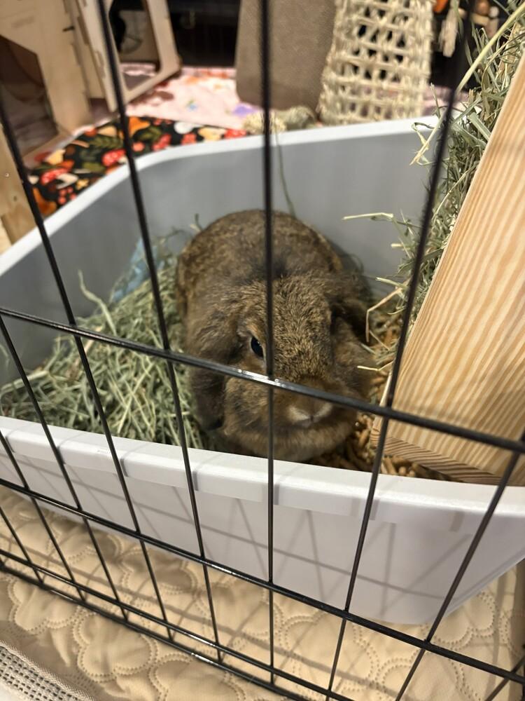 Snooki, a Adopted Lop Eared in Longwood, FL image 3/3